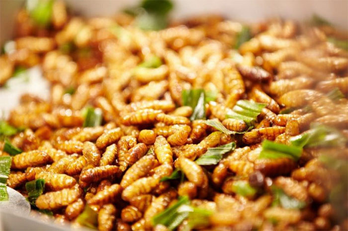 tằm cọ phú thọ